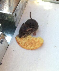 JT Eaton 421CL Repeater Multiple Catch Mouse Trap with Clear Inspection Window 18 51mu4dJHYL