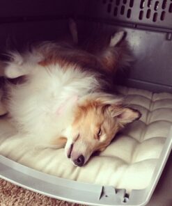 Petmate Sky Kennel Pet Carrier, 32 Inch, Gray, Made in USA 29.5"L x 19.8"W x 23.5"H 35 51nBOSXwcTL