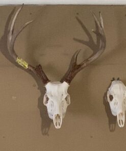 L'Oreal Paris Oreor Creme 40 Volume Developer, 16 Fl Oz White 16 Fl Oz (Pack of 1) 24 51nNHmunOkL