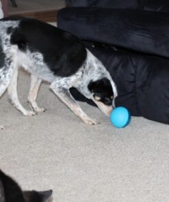 Our Pets Smarter Toys IQ Treat Ball - Colors Mary Vary - 4" (2130010792) IQ TREAT BALL 4" 36 51o8q17jS0L