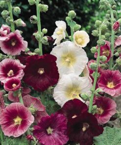 Outsidepride Indian Springs Hollyhock Garden Flower Climbing Vine Plant Mix - 1000 Seeds Indian Spring 21 51oBfUKKhML