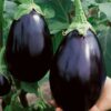 Black Beauty Eggplant Seeds - Solanum Melongena - 0.5 Grams - Approx 100 Gardening Seeds - Vegetable Garden Seed 2 51oE5Shv4sL