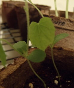 Mexican Miniature Watermelon 15 Seeds -Melothria scabra 15 51oRu1SwsPL