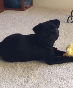 KONG - Plush, Low Stuffing Squeak Duck Dog Toy - Replacement Squeaker Included- For Small Dogs 1 Pack 31 51oWmcUKnVL