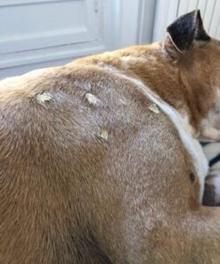 Veterinary Formula Clinical Care Antiparasitic & Antiseborrheic Medicated Dog Shampoo, 16 oz – Paraben, Dye, Soap Free – Hydrating and Antifungal Shampoo for Dogs, White 38 51ocUMAV6lL