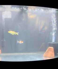 API POND ACCU-CLEAR Pond Water Clarifier 16-Ounce Bottle Pond Treatment 16 oz 26 51okU7JfDEL