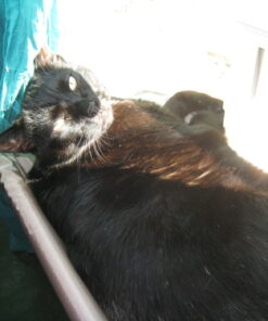 Oster Sunny Seat Window-Mounted Cat Bed, 50 Pounds 41 51owbZ7z83L