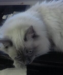 HP 62 Tri-color Ink Cartridge | Works with HP ENVY 5540, 5640, 5660, 7640 Series, HP OfficeJet 5740, 8040 Series, HP OfficeJet Mobile 200, 250 Series | Eligible for Instant Ink | C2P06AN 16 51p2L9yQd L