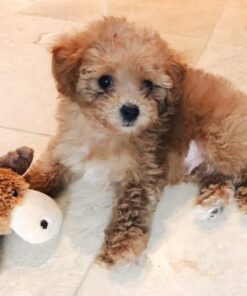 KONG - Cozie Marvin Moose - Indoor Cuddle Squeaky Plush Dog Toy - for Small Dogs Gold,brown 26 51pCv9s0xBL