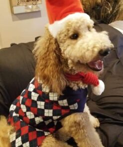 Blueberry Pet Chic Argyle All Over Dog Sweater in Navy Blue, Back Length 20", Pack of 1 Clothes for Dogs 20 inch (Pack of 1) Argyle Navy Blue 25 51pdprJw4QL 1