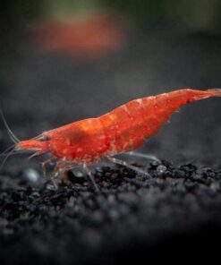 Aquatic Arts Algae Wafers (8 Ounce) Sinking Food for Live Aquarium Shrimp, Fish (Pleco/Tetra), Snails, and Bottom Feeders | High Protein Spirulina Blend Fish Food for Fish Tank Aquariums 26 51phW 45h2S