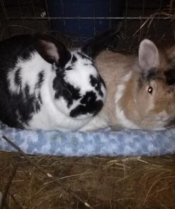 MidWest Homes for Pets Bolster Dog Bed 22L-Inch Blue Dog Bed or Cat Bed w/ Comfortable Bolster | Ideal for XS Dog Breeds & Fits a 22-Inch Dog Crate | Easy Maintenance Machine Wash & Dry 25 51pj6xRnTzL