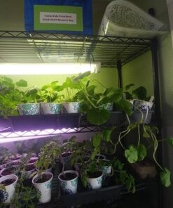 Heirloom Vegetable Seeds Non GMO Survival Seed Kit - Part of Our Legacy and Heritage - 50 Varieties 100% Naturally Grown- Best for Gardeners Who Raise Their Own Healthy Food 1 35 51pr8zyZWhL