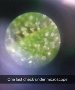 Carson 60x-75x MicroMax LED Lighted Pocket Microscope (MM-200) MicroMax (MM-200) 37 51qFW4n3NL