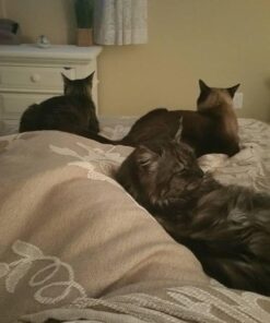 Purina Friskies Wet Cat Food, Shreds With Ocean Whitefish & Tuna in Sauce - (24) 5.5 oz. Cans 5.5 Ounce (Pack of 24) 23 51qJBr03BIL