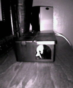 Victor M2524S Electronic Mouse Trap- No touch, No See disposal 1 Pack 41 51qe3xetXrL