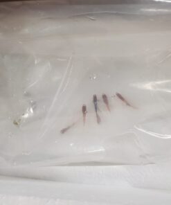 WorldwideTropicals Live Freshwater Aquarium Fish - 5-Pack of Mixed Color Male Guppies - by Live Tropical Fish - Great For Aquariums - Populate Your Fish Tank! 27 51qoVZOsU7L