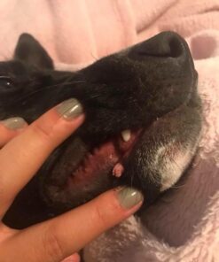 Healing Solutions 10ml Oils - Thuja Essential Oil - 0.33 Fluid Ounces 0.33 Fl Oz (Pack of 1) 32 51qsTTgV0FL