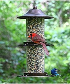 Perky-Pet 325S Panorama Bird Feeder 23 51qvVXCe7PL