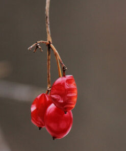 Canon EF-S 55-250mm f/4.0-5.6 is II Telephoto Zoom Lens Base Standard Packaging 54 51r5z7bha0L