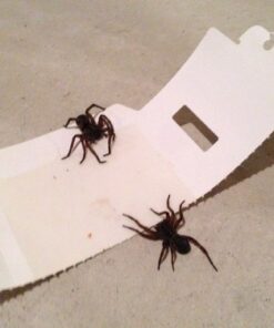 Trapper Insect Trap (Great for Bed Bugs, Spiders, Cockroaches) - Includes 90 Traps 25 51r75mDreTL