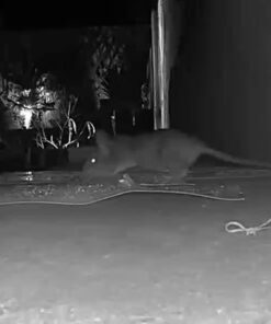 Catchmaster Mouse & Insect Super Glue Traps 30PK, Mouse Traps Indoor for Home, Extra Strength Sticky Pest Control Adhesive Tray for Catching Bugs, Rats & Rodents, Non Toxic Bulk Pre-Baited Glue Boards 42 51rJBda1pPL