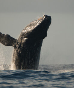 Nikon AF-S FX NIKKOR 80-400mm f.4.5-5.6G ED Vibration Reduction Zoom Lens with Auto Focus for Nikon DSLR Cameras Lens Only 35 51rKoGESYL