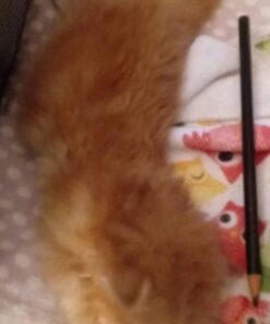 PetAg KMR Kitten Milk Replacer Powder - Prebiotics and Probiotics for Newborn to 6 Week - 12 oz Powdered Drink Mix 12 Ounce (Pack of 1) 26 51rUDQGfTLL