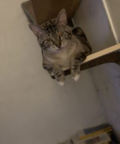 Purina Fancy Feast Dry Cat Food with Savory Chicken and Turkey - 12 lb. Bag Chicken & Turkey 12 Pound (Pack of 1) 39 51rYs4mDY L