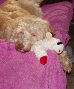 Multipet Plush Dog Toy, Lambchop, 10", White/Tan, Small 10" 50 51rdS0yovfL