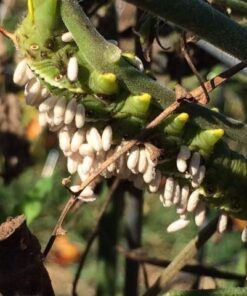 Bug Sales Trichogramma 3 Squares/ 12,000 Eggs 13 51rflCPt6KL