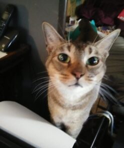 Spray Bottles, Empty Sprayer Bottle, Heavy Duty Cleaning Nozzle, 24oz, 3 Pack, Plastic, Industrial, Professional, Refillable, for Water, Alcohol, Bleach, Detailing, All Purpose Cleaner, Houseables 24 Oz 22 51rheOj0IvL