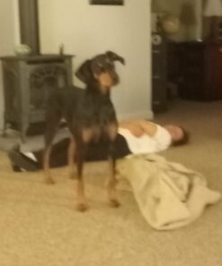 Arm & Hammer Complete Care Enzymatic Dog Toothpaste, 6.2 oz - Dog Toothpaste for Puppies and Adult Dogs, Arm and Hammer Toothpaste for Dogs - Pet Toothpaste, Dog Dental Care and Clean Dog Teeth 6.2 Ounce (Pack of 1) 41 51rkrBLJ3L