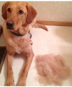 KONG - ZoomGroom - Dog Brush for Grooming and Shampooing - Blue Brush for Large Dogs Standard Packaging 41 51rlWCyjiQL