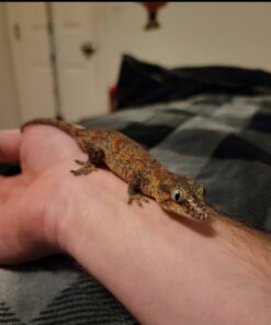 Pangea Fruit Mix Apricot Complete Crested Gecko Food 1/2 lb 15 51rqx1JWgmL