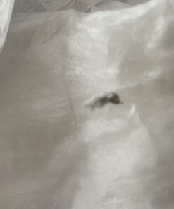 Amazon Brand - Mama Bear Gentle Touch Diapers, Hypoallergenic, Size 5, White, 132 Count (4 packs of 33) Size 5 (132 Count) 34 51s9atSlOWL