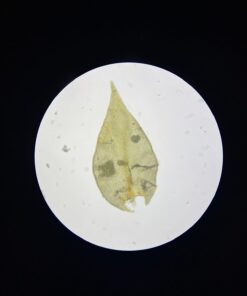 OMAX 40X-2000X LED Binocular Compound Lab Microscope w/ Double Layer Mechanical Stage + Blank Slides, Cover Slips, & Lens Cleaning Paper, M82ES-SC100-LP100 56 51sHGujOzKL 1