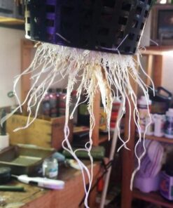 General Hydroponics RapidStart, Plant Food, 1-0.5-1, 125 mL. 44 51sTP44b1JL