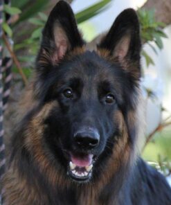 Cococare All Natural Vitamin E Antioxidant Body Oil- Vitamin Therapy for All Skin Types 8.5 Fl Oz (Pack of 1) 5 51sd5LenZSL