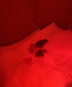 12 Large Fertile Hatching Coturnix Quail Eggs 42 51sxRdPm6sL