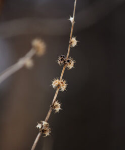 Canon EF-S 55-250mm f/4.0-5.6 is II Telephoto Zoom Lens Base Standard Packaging 55 51t0BFbSd8L