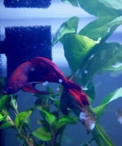 Fluval SPEC Freshwater Aquarium Kit, Aquarium with LED Lighting and 3-Stage Filtration, 2.6 Gallon, Black, Large Breeds 2.6 Gal. 52 51tBQRXk7BL