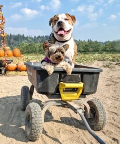 Pet MD - Benzoyl Peroxide Medicated Shampoo for Dogs and Cats - Effective for Skin Conditions, Dandruff, Itch Relief, Acne and Folliculitis - Citrus Scent - 12 oz 20 51tBWOdVleL