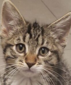 Purina Pro Plan Veterinary Supplements FortiFlora Cat Probiotic Supplement For Cats With Diarrhea - 30 ct. Box 32 51tCZ4J6oML