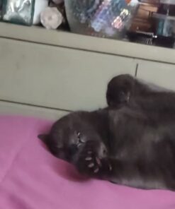 Purina ONE Natural, Low Fat, Weight Control, Indoor Dry Cat Food, +Plus Indoor Advantage - 7 lb. Bag Turkey 7.00 Pound (Pack of 1) 24 51tbdZhFoDL