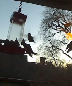 First Nature 3088 32-ounce Oriole Feeder 21 51tuTsXFU6L