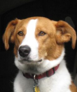 Cuisinart 5-in-1 Grill Griddler Panini Maker Bundle with Waffle Attachment (GR-4N) - Includes Grill and Waffle Plates 21 51uPGHhKfNL