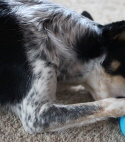 Our Pets Smarter Toys IQ Treat Ball - Colors Mary Vary - 4" (2130010792) IQ TREAT BALL 4" 37 51uSH7GJiUL