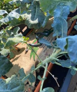 Fun Central 12 Pack - Realistic Rubber Snakes Toys for Garden in Bulk - 22 inches 29 51uf 2cCuNL