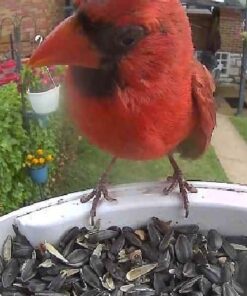 NETVUE Birdfy AI - Smart Bird Feeder with Camera, Free AI Forever, Auto Capture & Identify 6000+ Bird Species, Bird Videos for Birdwatching, Ideal Gift for Bird Lover Blue 35 51uxD7DQ0KL 2